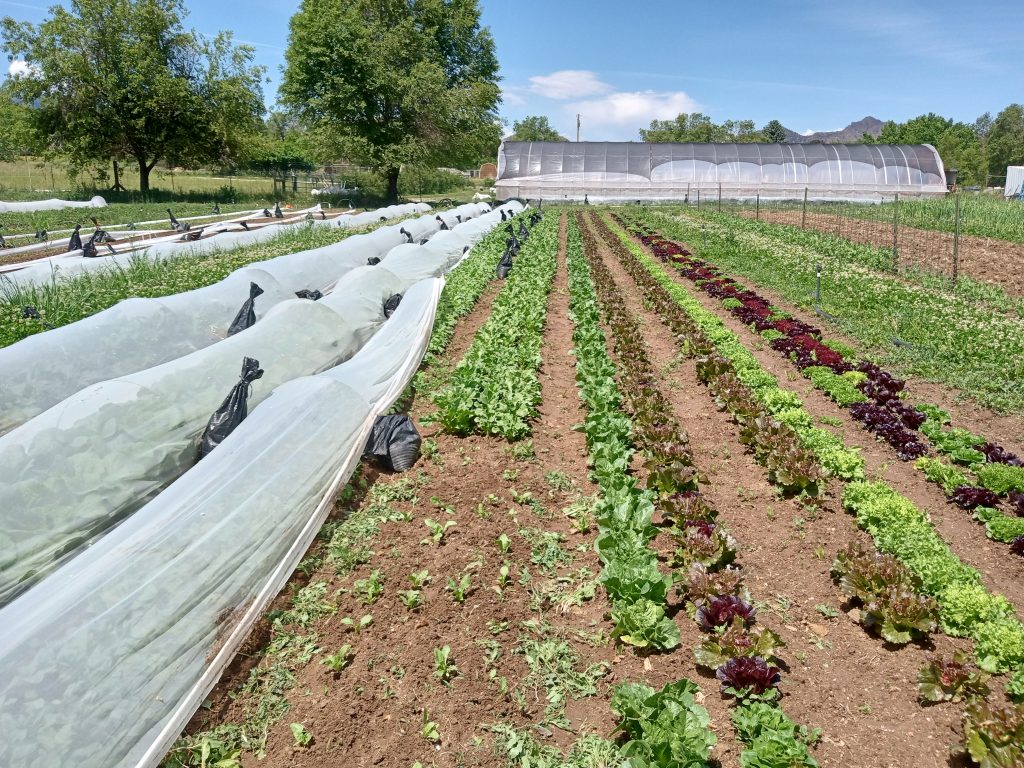 Rows of red and green lettuce beside covered beds at New Roots Farm in Cañon City, Colorado