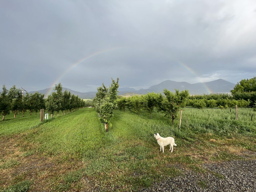 A rainbow arcs over the green orchard rows at Austin Family Farms in Paonia, Colorado, where a white dog stands in the grass
