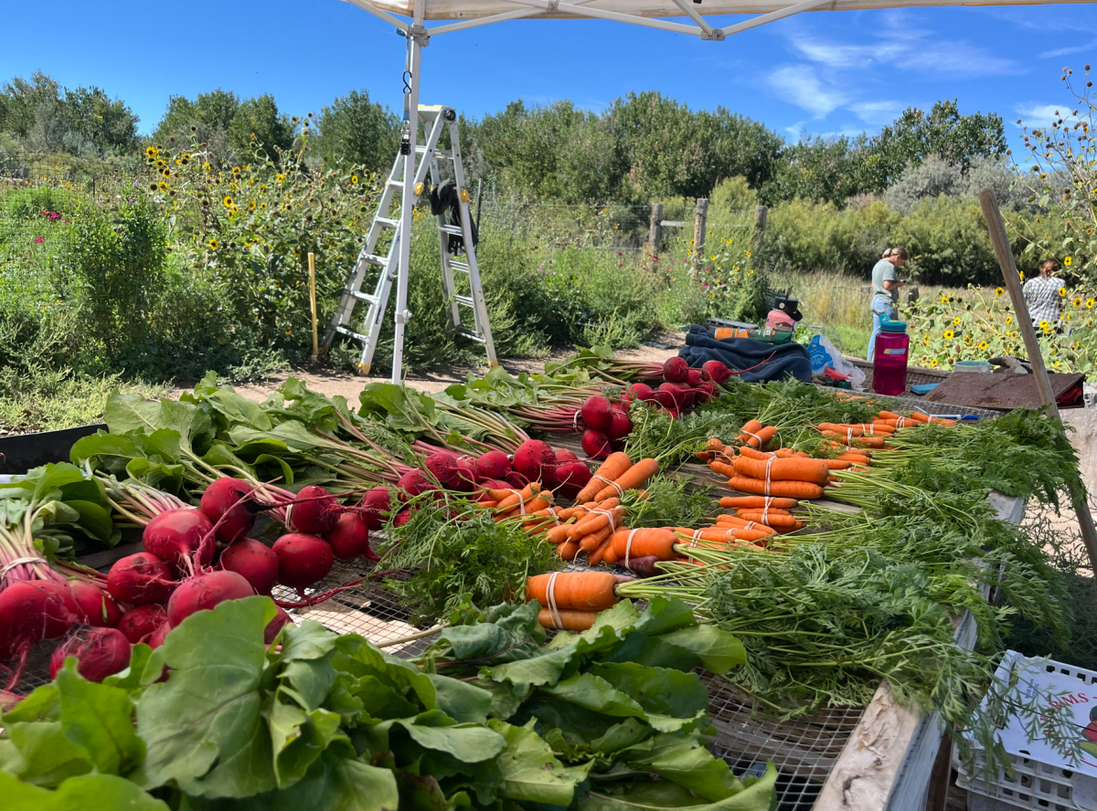 Bunches of beets, carrots and leafy greens laid out on a table under a canopy, with garden rows and blue sky behind